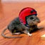 station-rat's Avatar