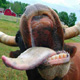 gcozad's Avatar